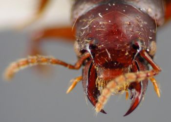 Media type: image;   Entomology 27498 Aspect: head dorsal view